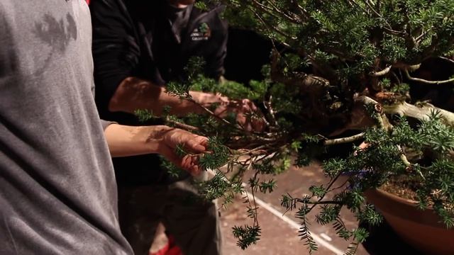 Bonsai Demo By Akiyama Minoru And Peter Warren
