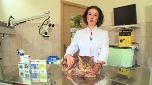 Как правильно обработать животное каплями от блох и клещей