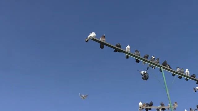 Николаевкие у Михаила в Крыму 2021 смотреть онлайн