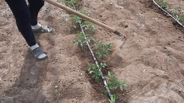 Есть ли польза от рыхления и подгребания почвы смотреть онлайн