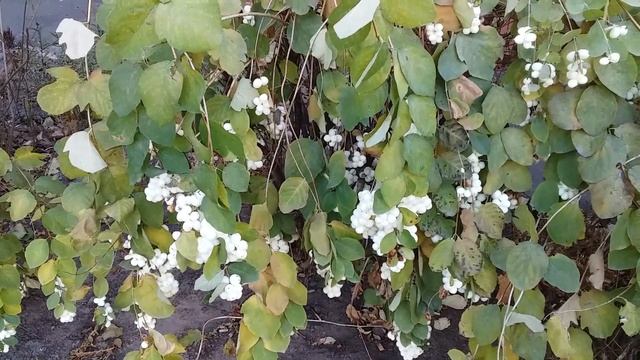 Зеленый куст с ягодами вначале зимы смотреть онлайн