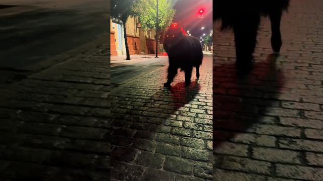 Это Грюнендаль – одна из разновидностей бельгийских овчарок F грабителям смотреть онлайн