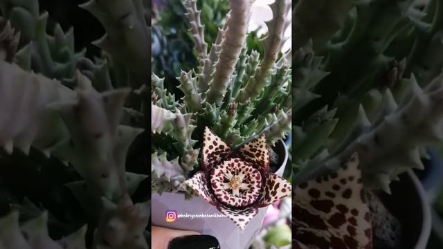 ?Stapelia Orbea Variegata Cactus? #ytshorts смотреть онлайн
