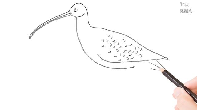 Curlew Bird Sketch Drawing Easy, How To Draw Simple Curlew Bird Cartoon Step By Step смотреть онлайн