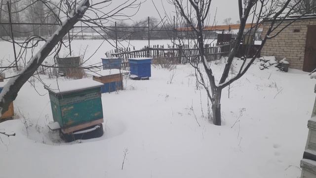 Срочно пришлось забить рыжую нутрию. Рассказываю почему. А шкура послужит пчелам и синицам. смотреть онлайн