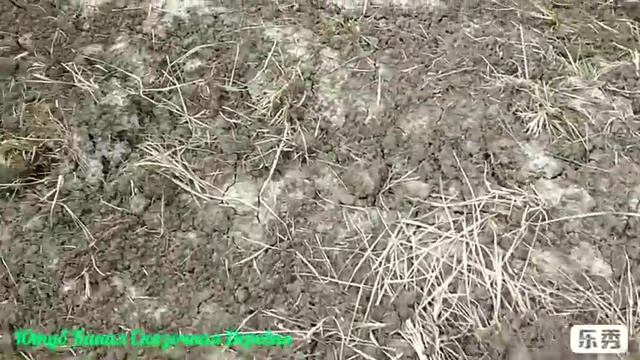 Заготовка корневищ Пырея. И их лекарственные свойства. смотреть онлайн