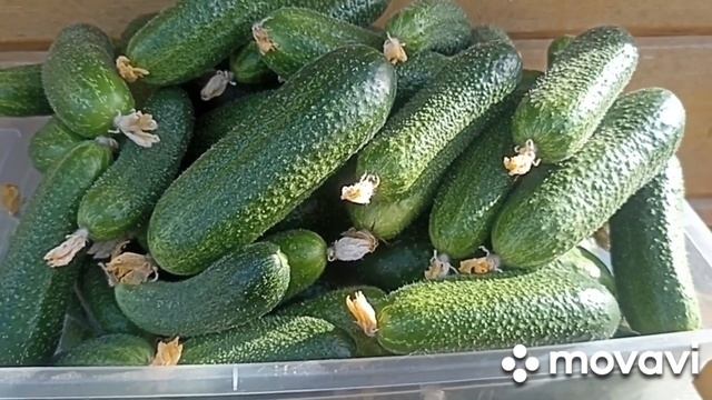 ВНИМАНИЕ!!! АКЦИЯ НА СЕМЕНА ОГОРОДИЩЕ-2 ОГУРЦЫ // ВАЦАП ДЛЯ ЗАКАЗА 8-915-245-81-59 ПИСЬМЕННО смотреть онлайн