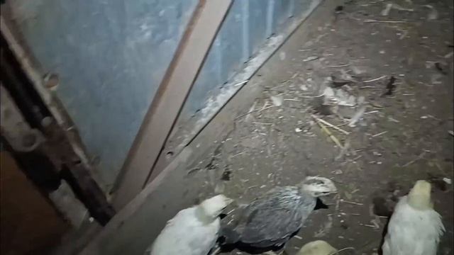 ПЕРЕСЕЛЕНИЕ ДУШ/МЯСО ЯИЧНАЯ ПОРОДА КУР/ КАРТОШКА С КУЛАК/ смотреть онлайн