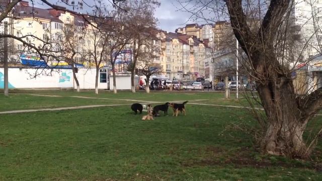 Много собак ругаются за девушку смотреть онлайн