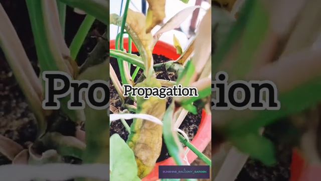 Different Varieties of Syngonium Plant with Full Care Tips and Guide