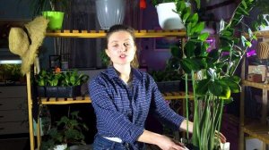 Как вырастить большой замиокулькас. Уход, полив и пересадка замиокулькаса. Долларовое дерево.