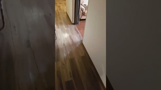 Это наши домашние кошки. У нас дома 5 пород. Мы занимаемся разводом пород Египетская Мау и Сейшелы. смотреть онлайн