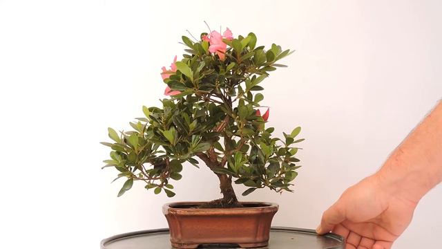 Vídeo 360º Bonsái Rhododendron Indicum. Azalea. Satsuki. RDI59 смотреть онлайн