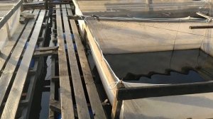 #fish Наше садковое осетровое хозяйство.