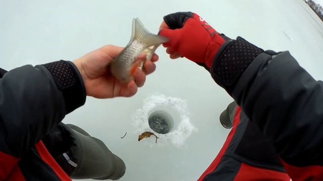 Ловля КРУПНОЙ Плотвы На Червя зимой смотреть онлайн