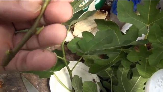 ⟹ Rooting Fig Cuttings | Ficus carica | 4 methods used part 1 смотреть онлайн