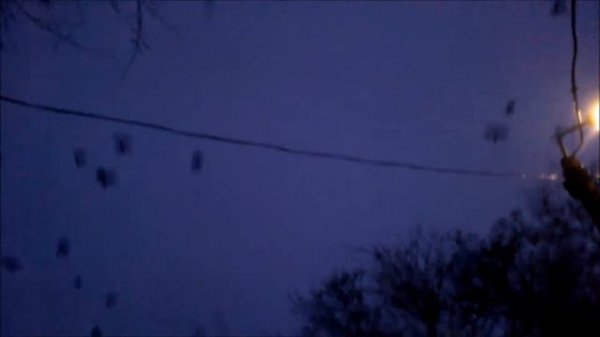 Вороны - нашествие !!!
