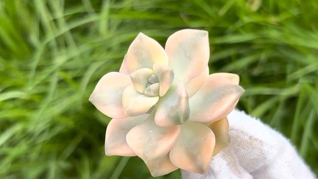 Graptoveria ‘Titubans’ variegated смотреть онлайн