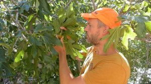 Есть ли в инжире мёртвая оса? Цветёт ли инжир? Когда его одомашнили? Про инжир и его дружбу с осами