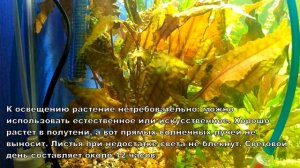 Криптокарина Вендта коричневая #Аквариумистика#Аквариумныерастения