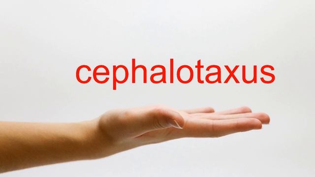 How to Pronounce cephalotaxus - American English смотреть онлайн