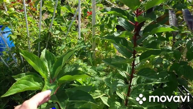 3 сентября, изменения НОВИНОК!!! Гортензии и не только смотреть онлайн