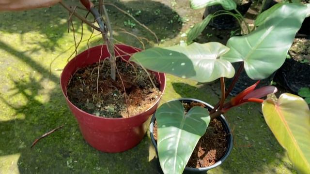 MUST-HAVE RARE PHILODENDRON смотреть онлайн