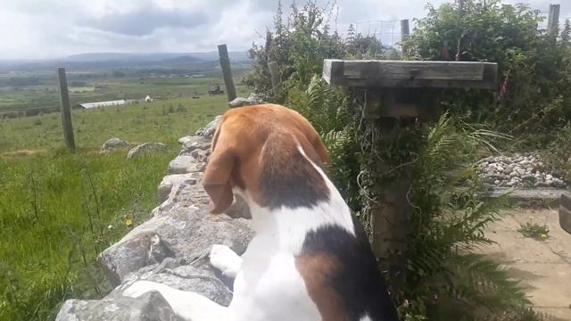 CUTE BEAGLE BARKS | From puppy to adult! | How much has a beagle's voice changed over the years? | смотреть онлайн