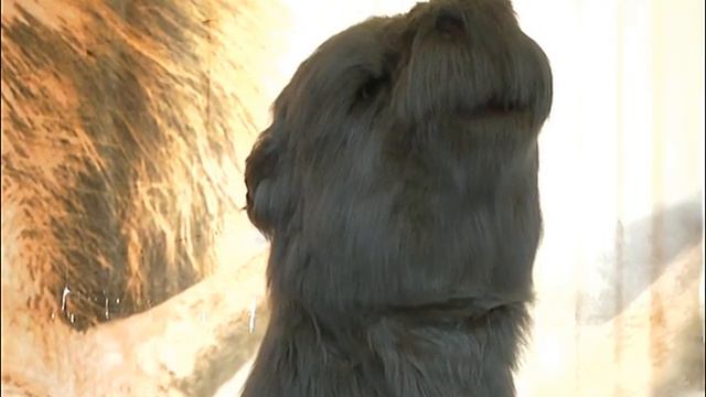 Гиганты ледникового периода