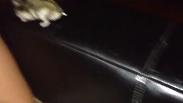 Хомяк Шустрик смотреть онлайн