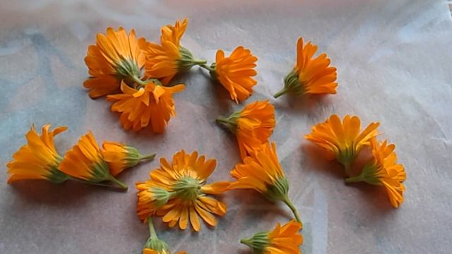 КАЛЕНДУЛА ЛЕКАРСТВЕННАЯ ИЛИ НОГОТКИ! ЦЕЛЕБНЫЕ СВОЙСТВА.