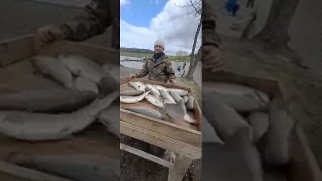 Улов дня!!! Домодедовский округ., Щеглятьево!!! смотреть онлайн