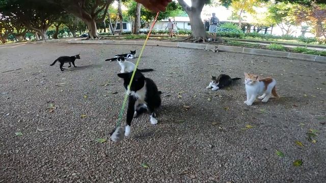 Homeless cats react to a cat toy, a mechanical mouse for kittens! смотреть онлайн