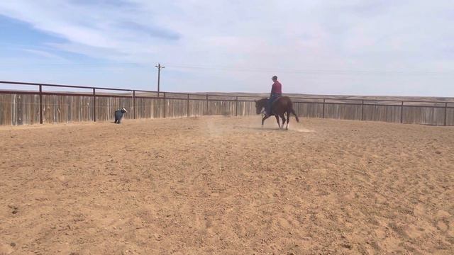 DSR gelding. Floyd смотреть онлайн