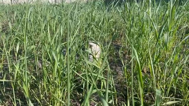 Котяра во ржи