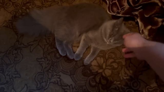 переселение медленно но приближается : привёз МАМУЛЕ и МОСЕ вкусняшек