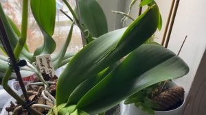 Почему лопаются у ОРХИДЕЙ листья / три причины