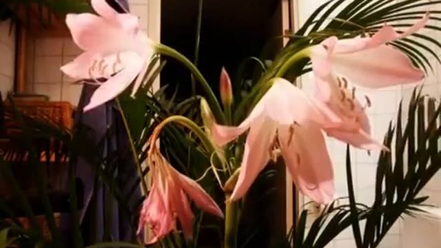 Кринум Crinum смотреть онлайн