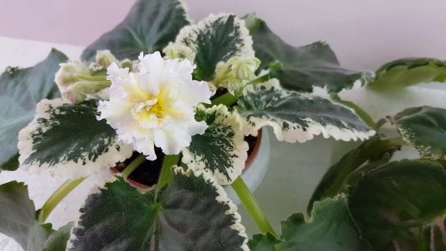 Жёлтые фиалки селекции Лебецкой! Какие они! смотреть онлайн