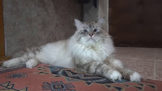 SO schmerzhaft ist die PAARUNG bei Katzen WIRKLICH! смотреть онлайн