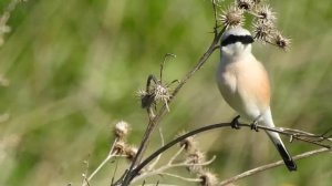 Птицы. Сорокопут жулан вокал