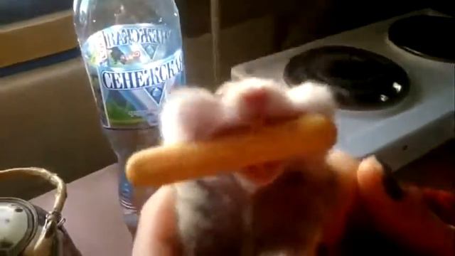 Жадный Хомяк Чуть не Лопнул смотреть онлайн