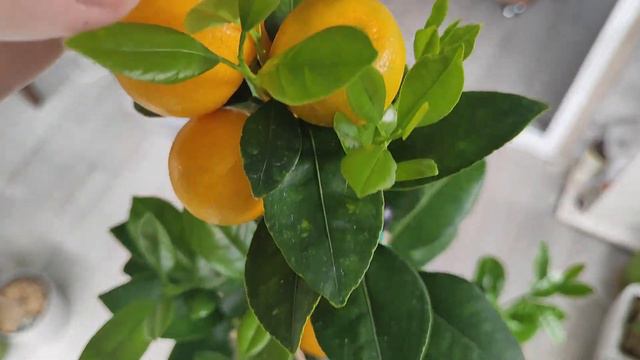 Каламандин на автополиве. смотреть онлайн