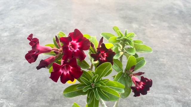 Red colour single petal Adenium flowers смотреть онлайн