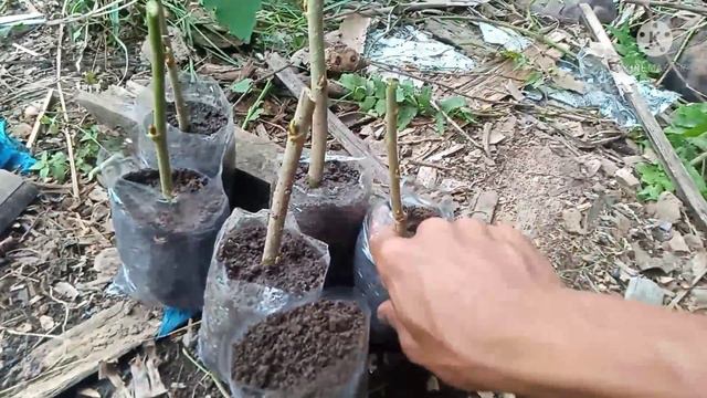 part1|paano mag tanim ng mulberry sa seedling bag|paano magpabuhay ng mulberry na mula sa cuttings смотреть онлайн