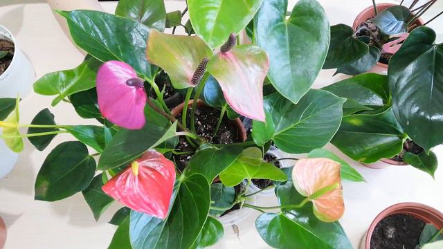 🌿Антуриум всегда цветущий! 🌿 С первым днем весны нас! 🥰🌺 смотреть онлайн