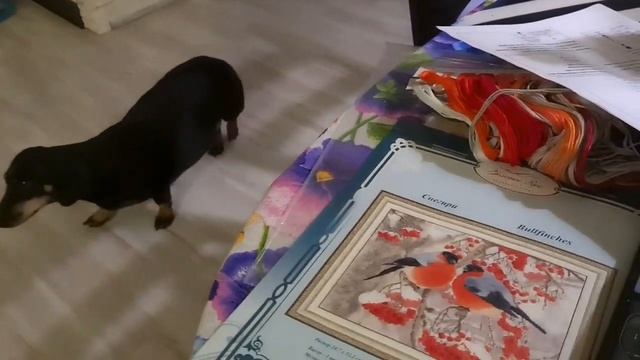 Финиш ХАЕД Колдовской час/ Продвижение других процессов смотреть онлайн
