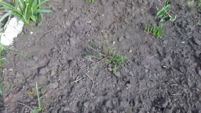 Бадан в моём саду