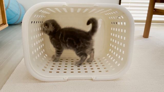 Lulu, a kitten who enjoys the feeling of a Ferris wheel in a laundry basket смотреть онлайн