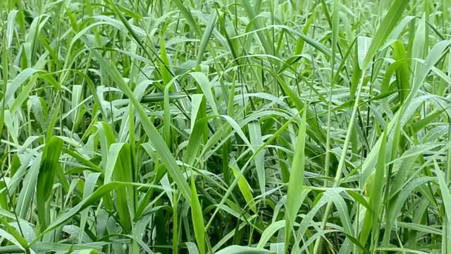 Animals of the Daintree Rainforest смотреть онлайн